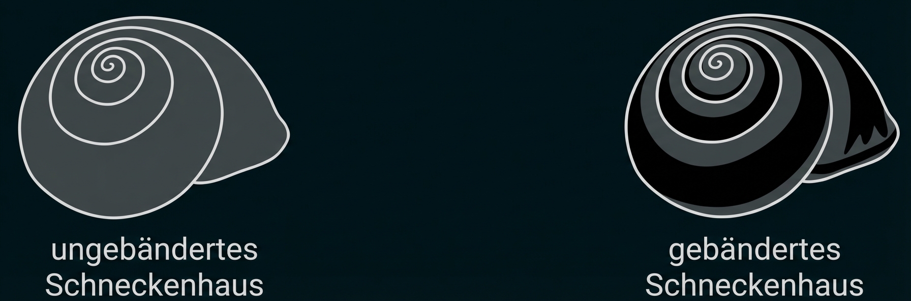 Zwei Schneckenhäuser: links ungebändert, rechts gebändert